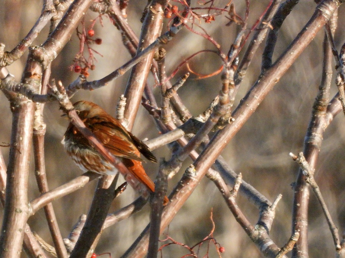 revespurv - ML646397084