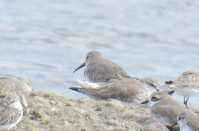 Dunlin - ML646397085