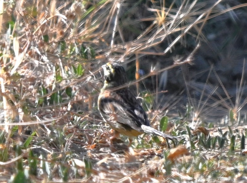 Cirl Bunting - ML646397089