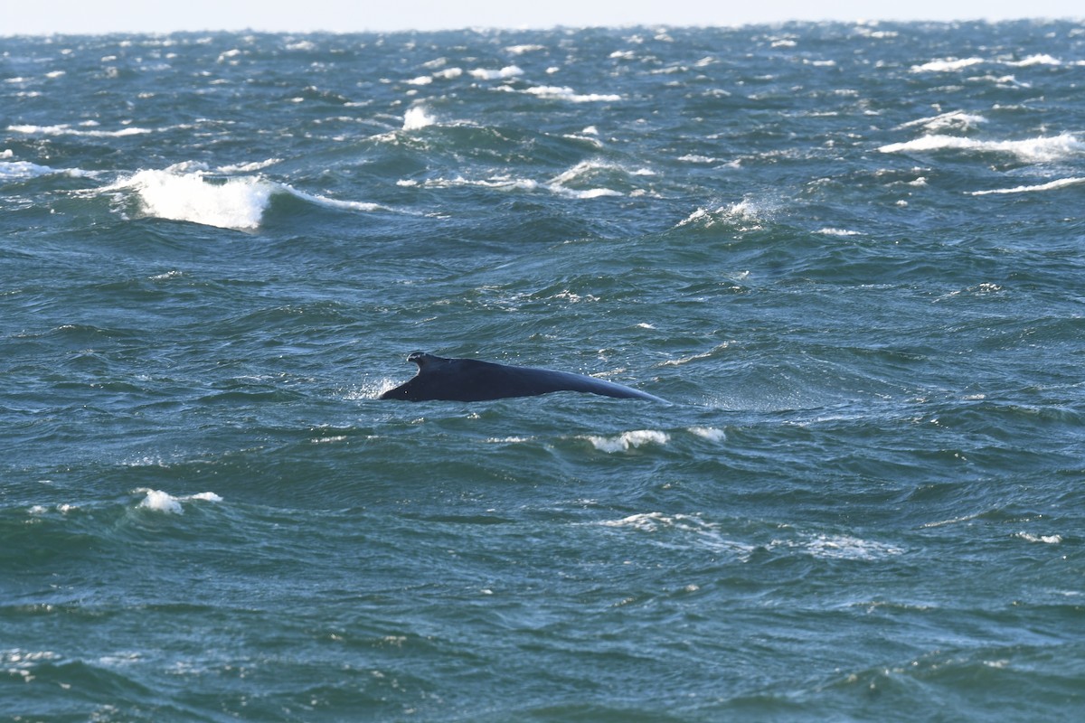 North Atlantic Humpback Whale - ML646397090