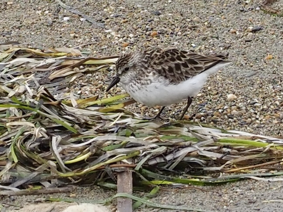 Semipalmated Sandpiper - ML646397092