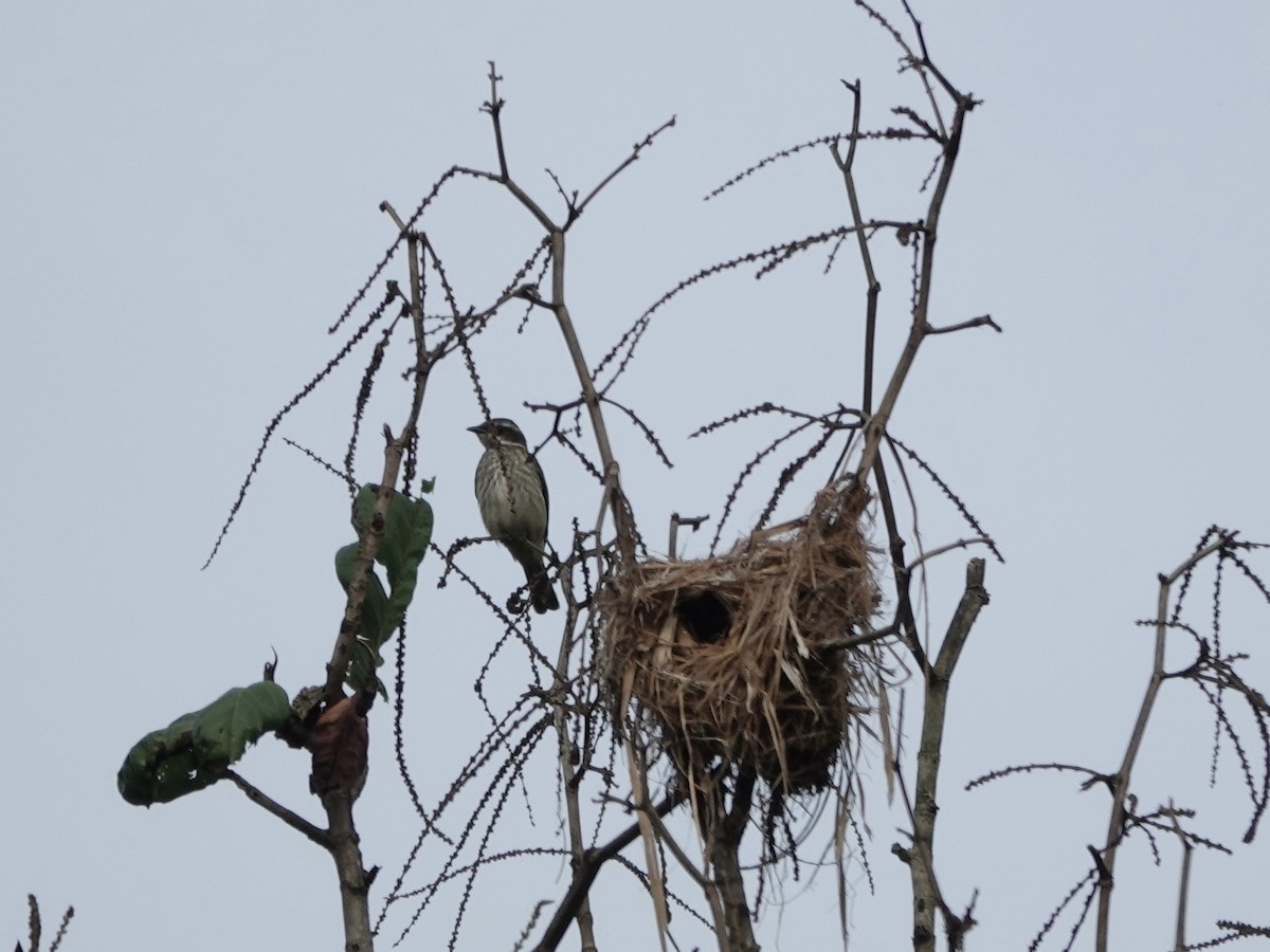 Piratic Flycatcher - ML646397099