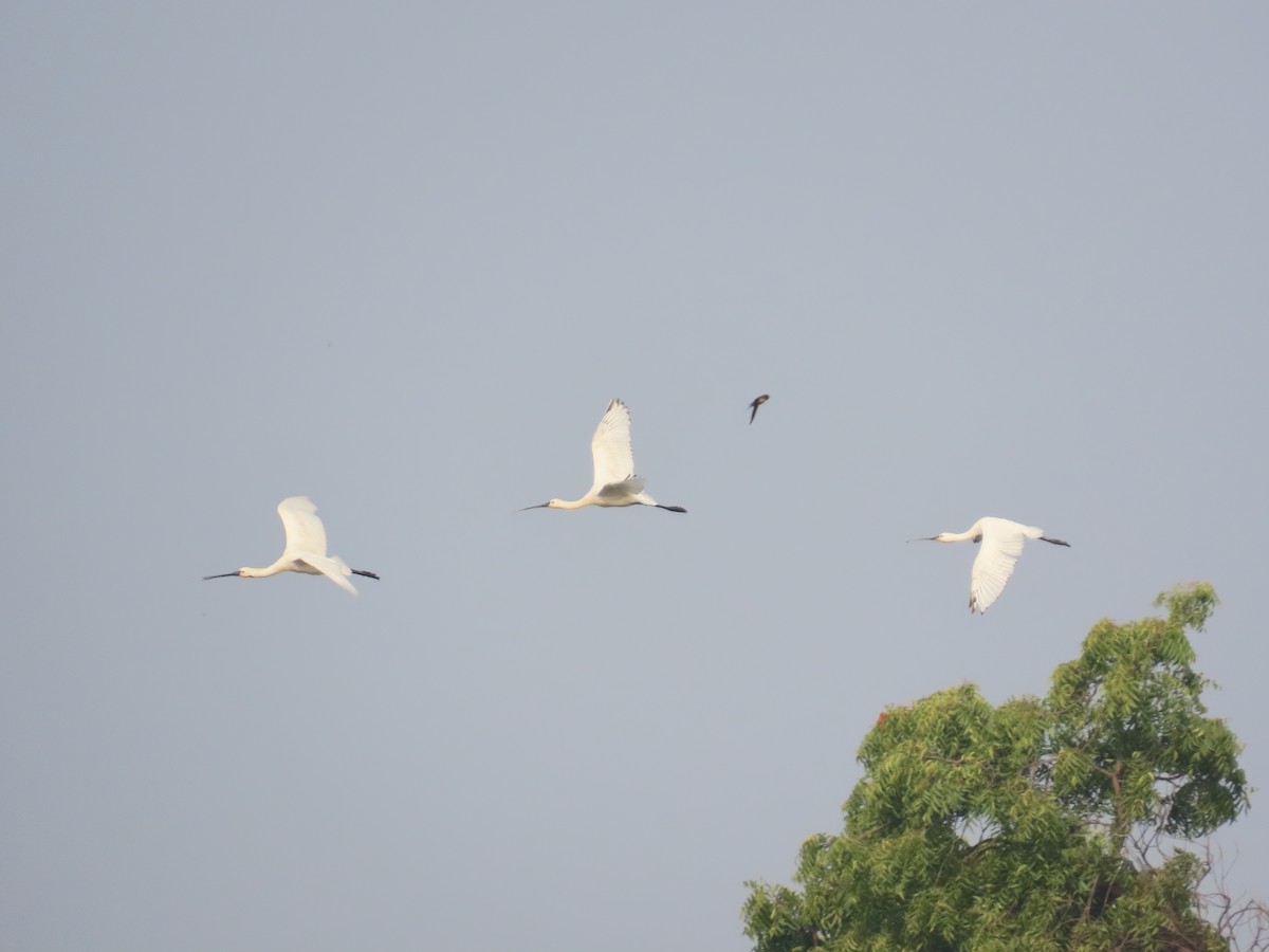 Халбаган хошуут - ML646397103