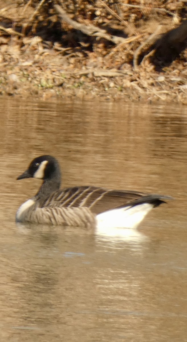 Canada Goose - ML646397106
