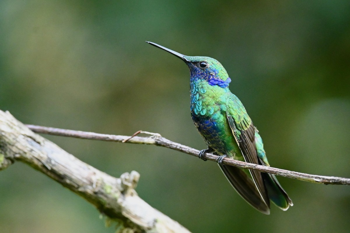 fiolørekolibri - ML646397108