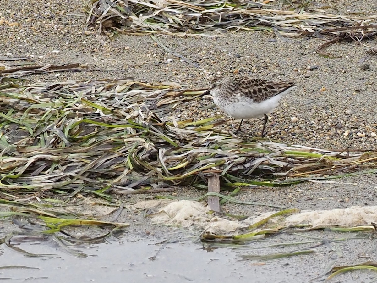 Semipalmated Sandpiper - ML646397109