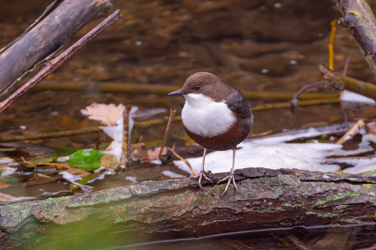 White-throated Dipper - ML646397111