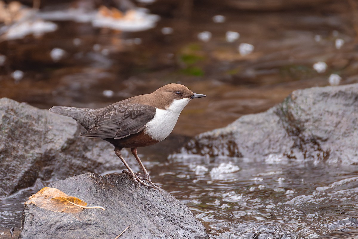White-throated Dipper - ML646397112