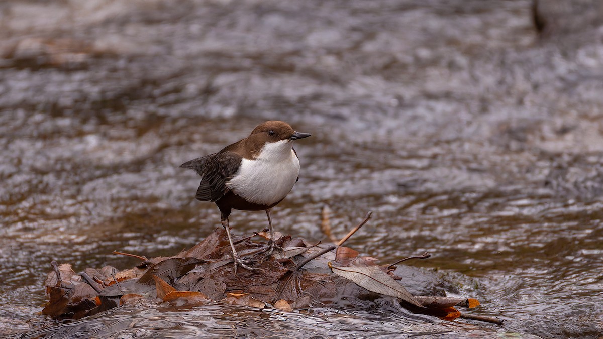 White-throated Dipper - ML646397113
