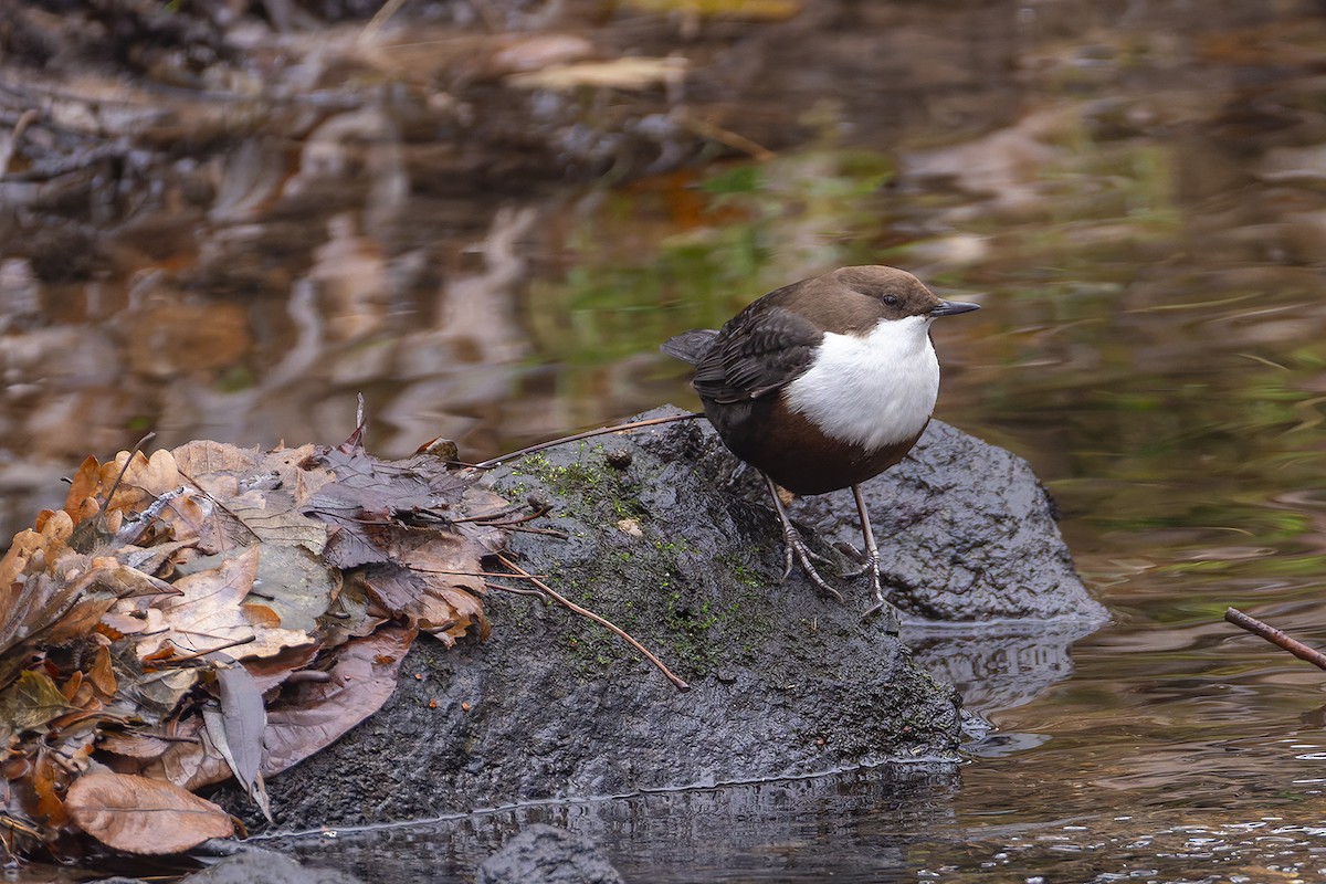 White-throated Dipper - ML646397114
