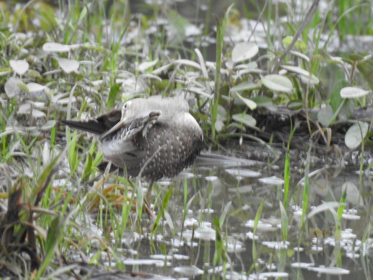 Solitary Sandpiper - ML646397115