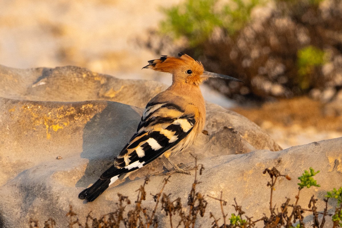 Common Hoopoe - ML646397119