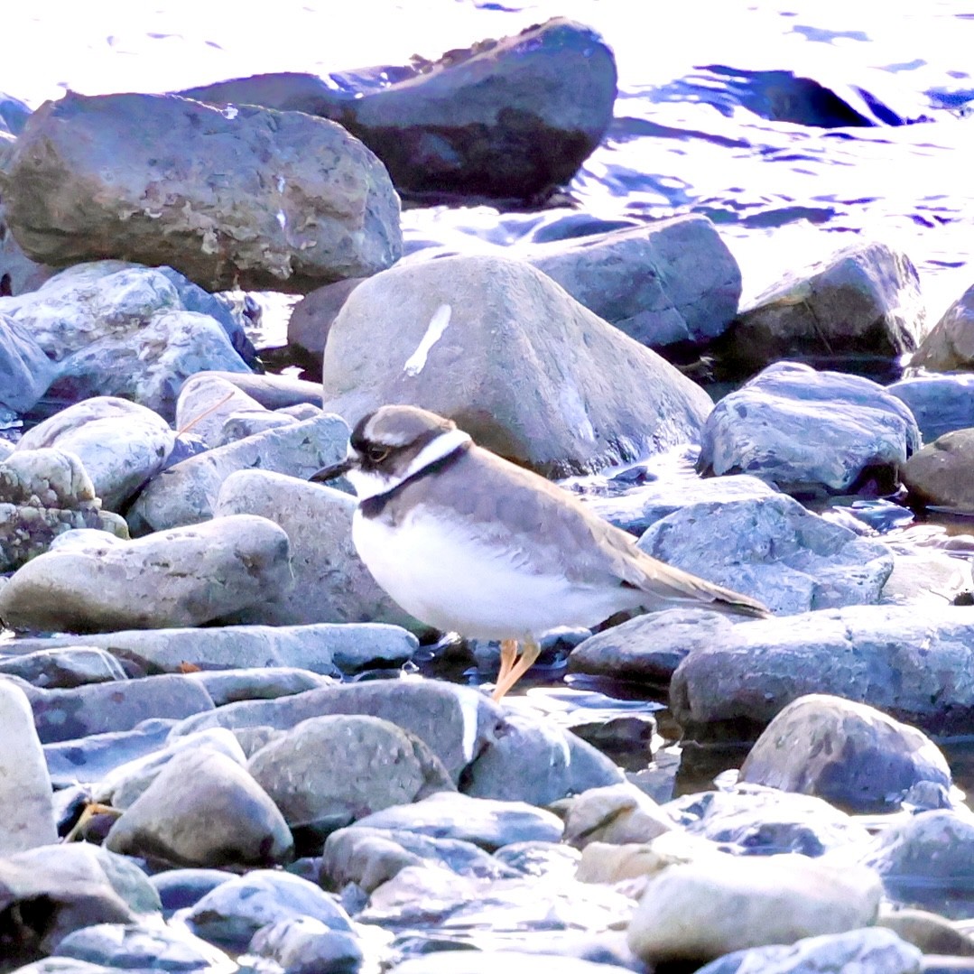 langnebblo - ML646397124