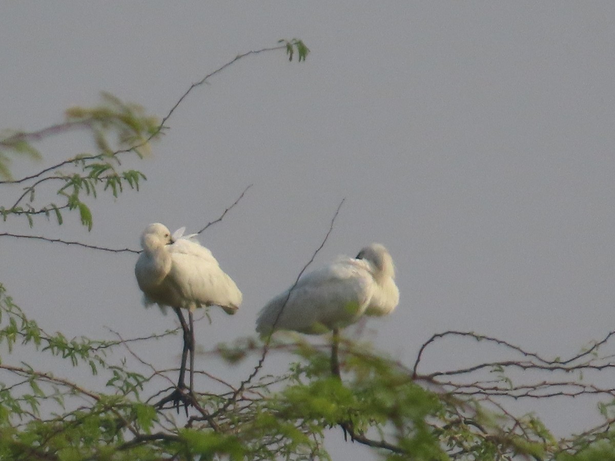 Халбаган хошуут - ML646397130