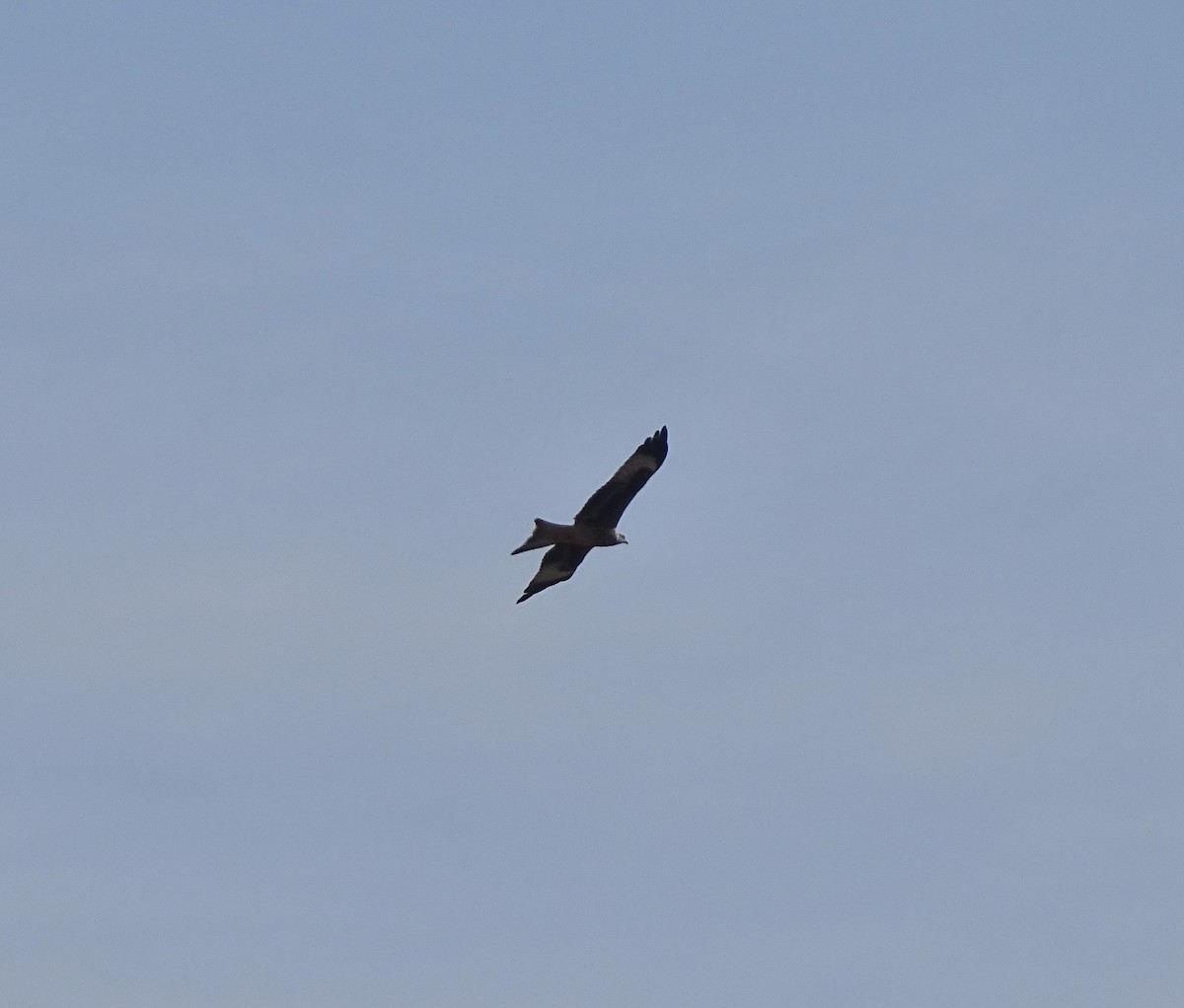 Red Kite - ML646397135