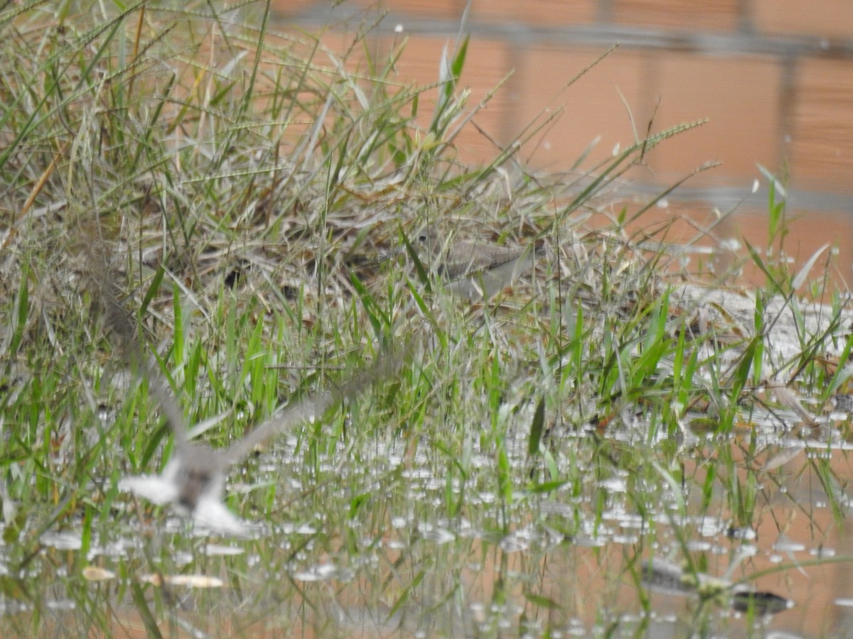 Solitary Sandpiper - ML646397136
