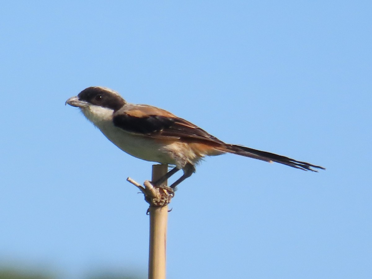 Long-tailed Shrike - ML646397138