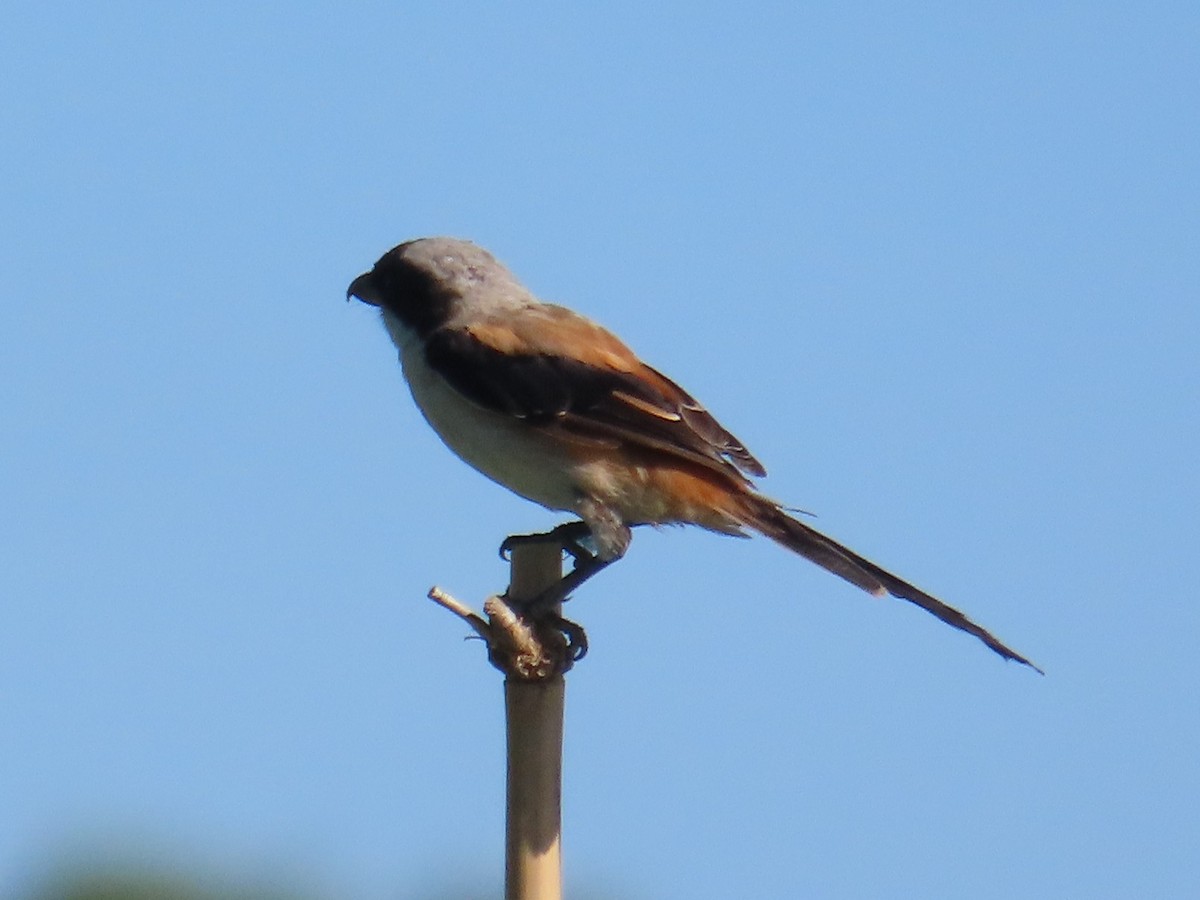 Long-tailed Shrike - ML646397139