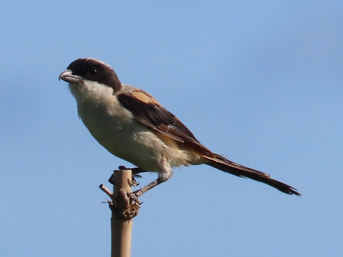 Long-tailed Shrike - ML646397140