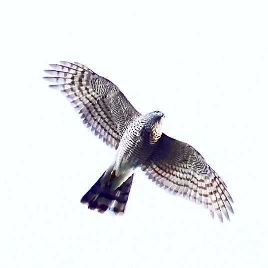 spurvehauk - ML646397141