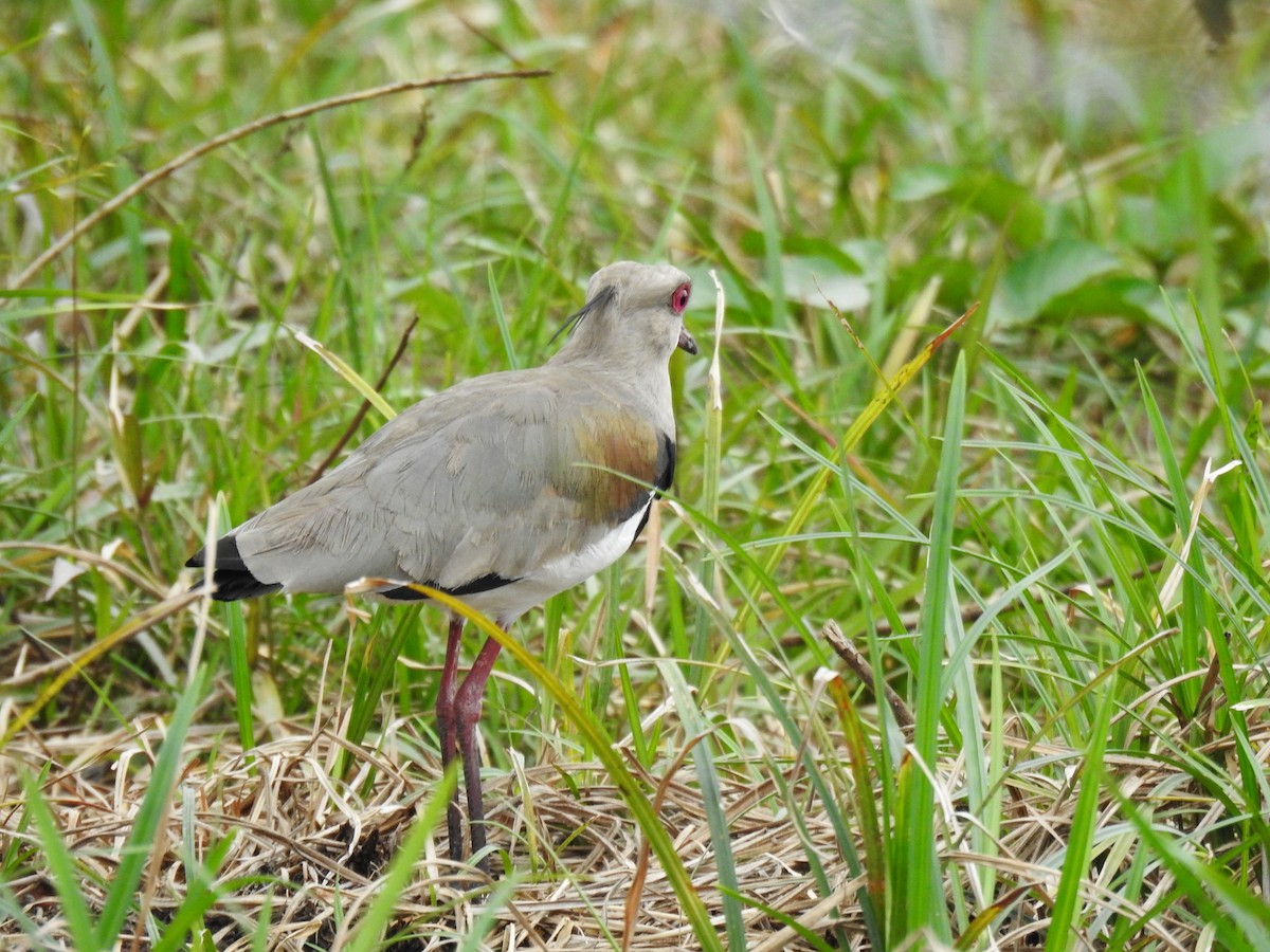 Southern Lapwing - ML646397142