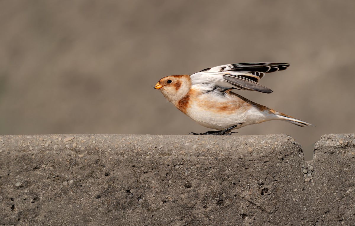 Snow Bunting - ML646397145