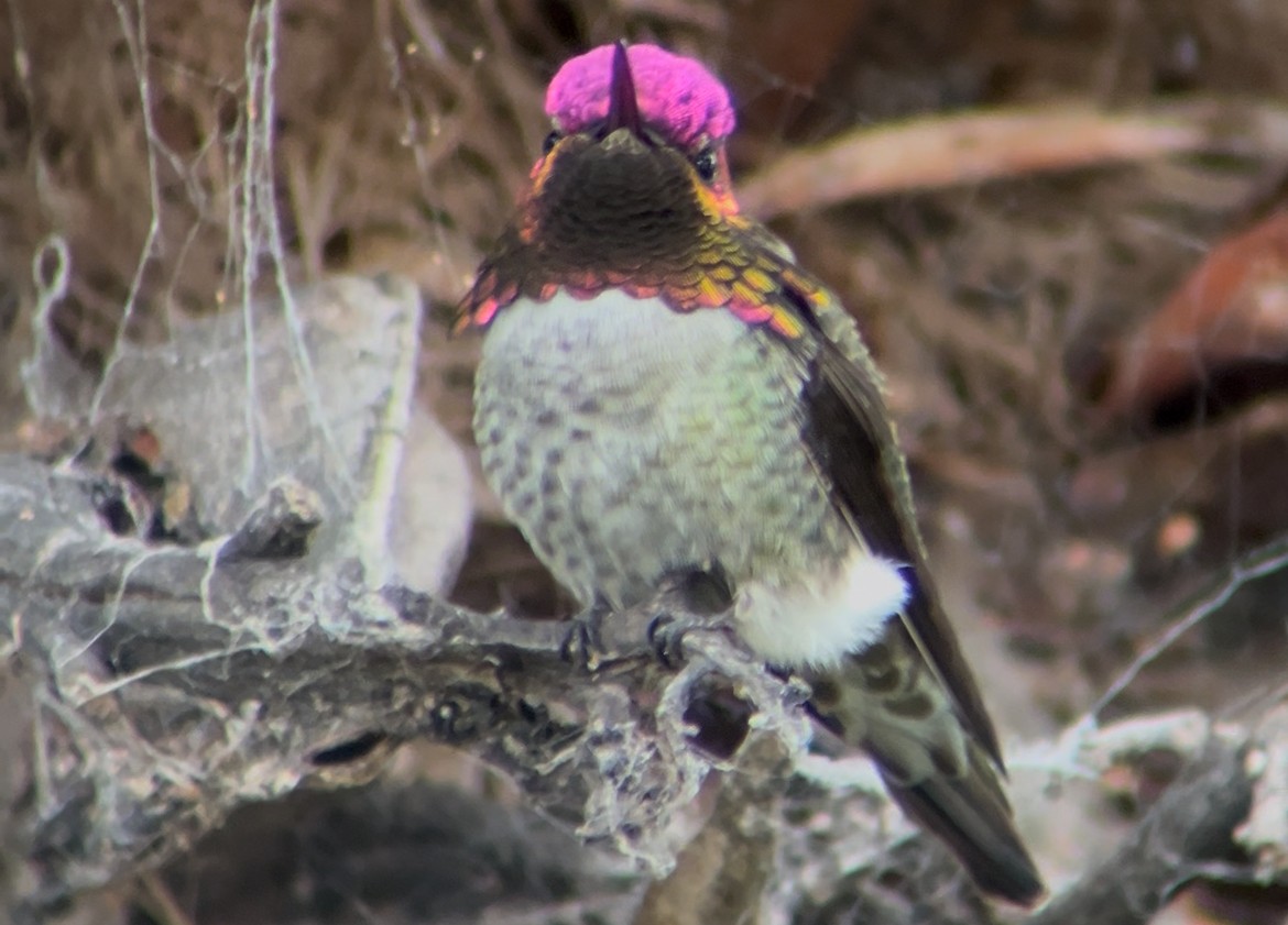 Anna's Hummingbird - ML646397148