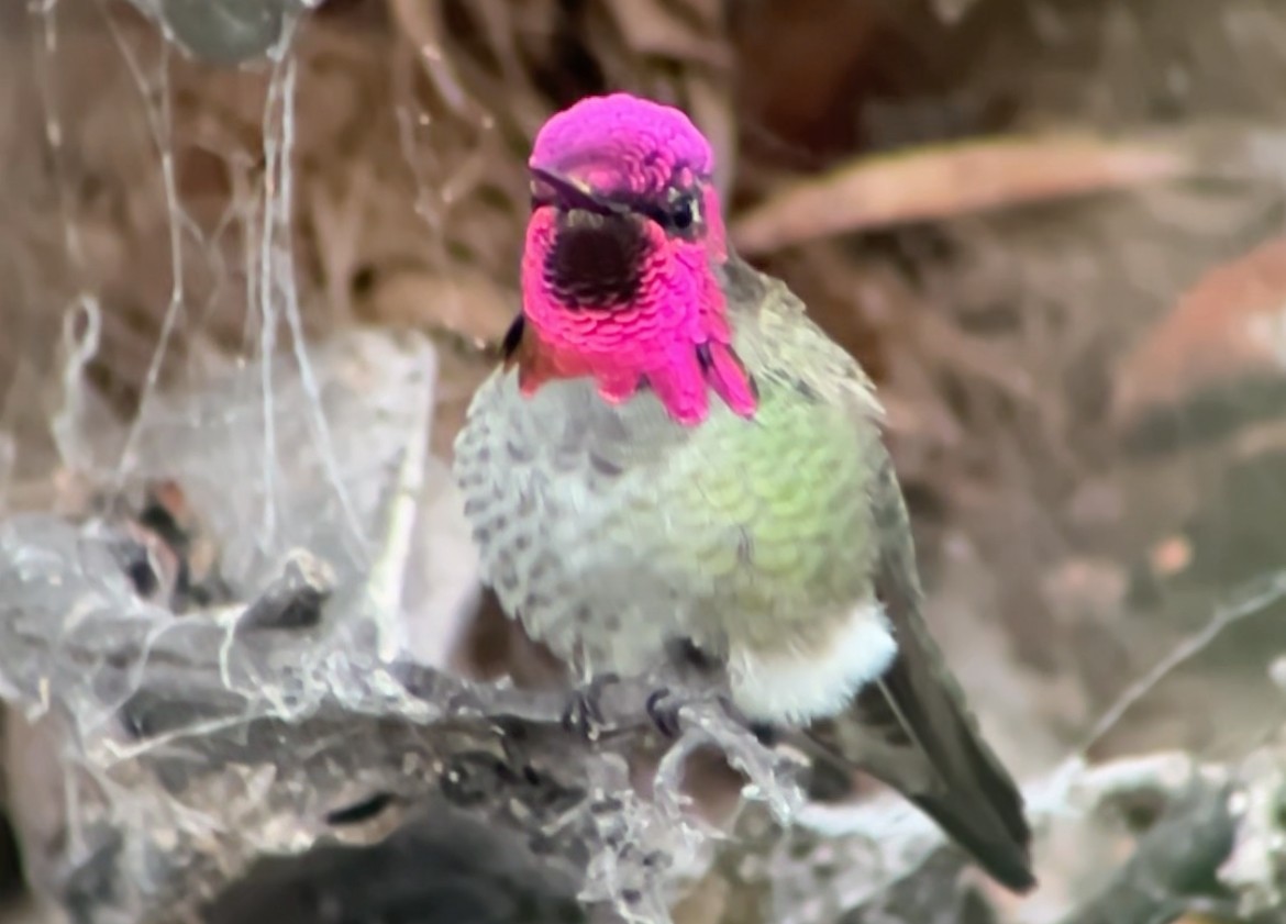 Anna's Hummingbird - ML646397149