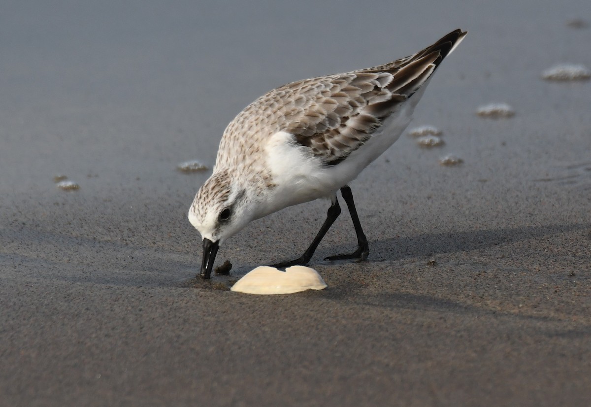 Sanderling - ML646397150