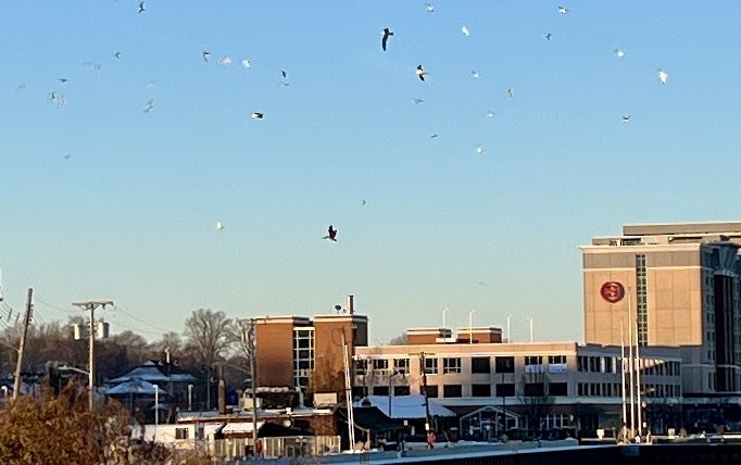 Brown Pelican - ML646397151