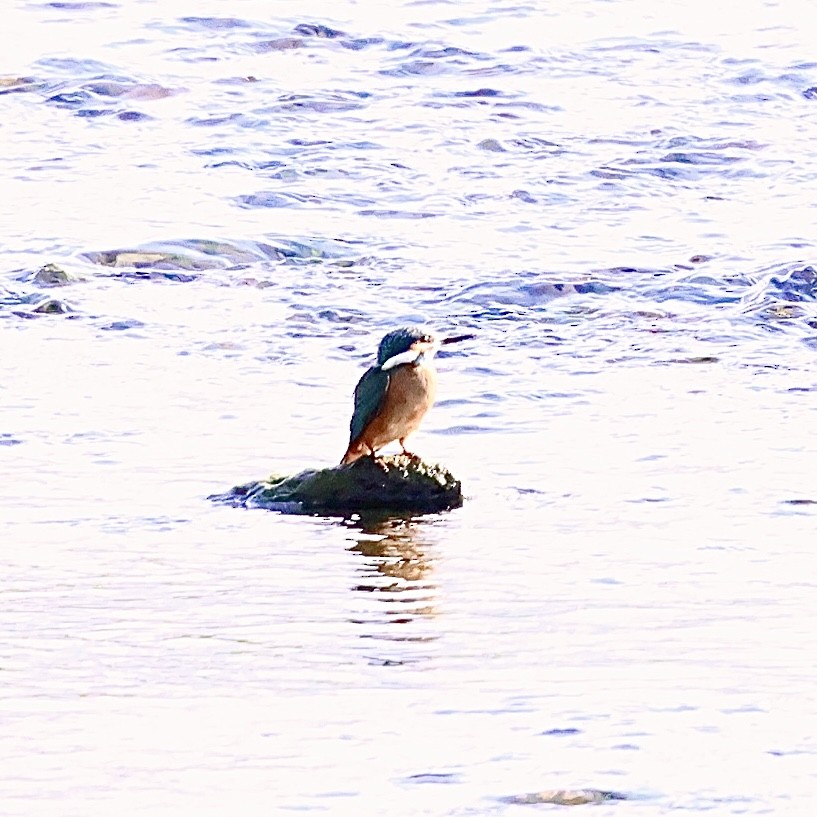 Common Kingfisher - ML646397152