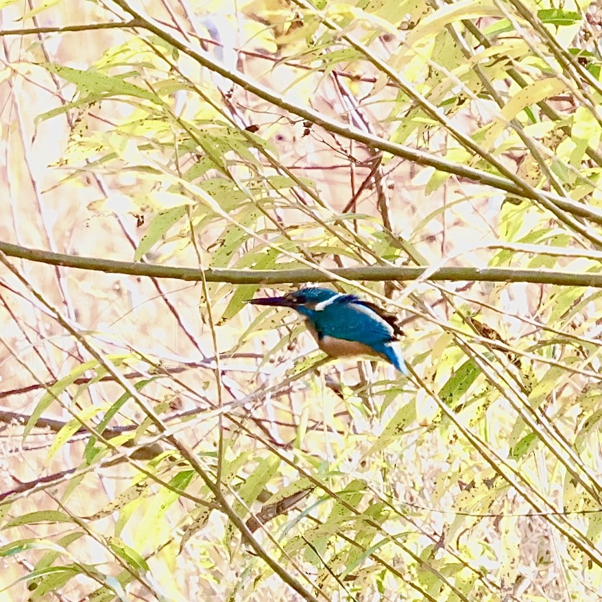 Common Kingfisher - ML646397153