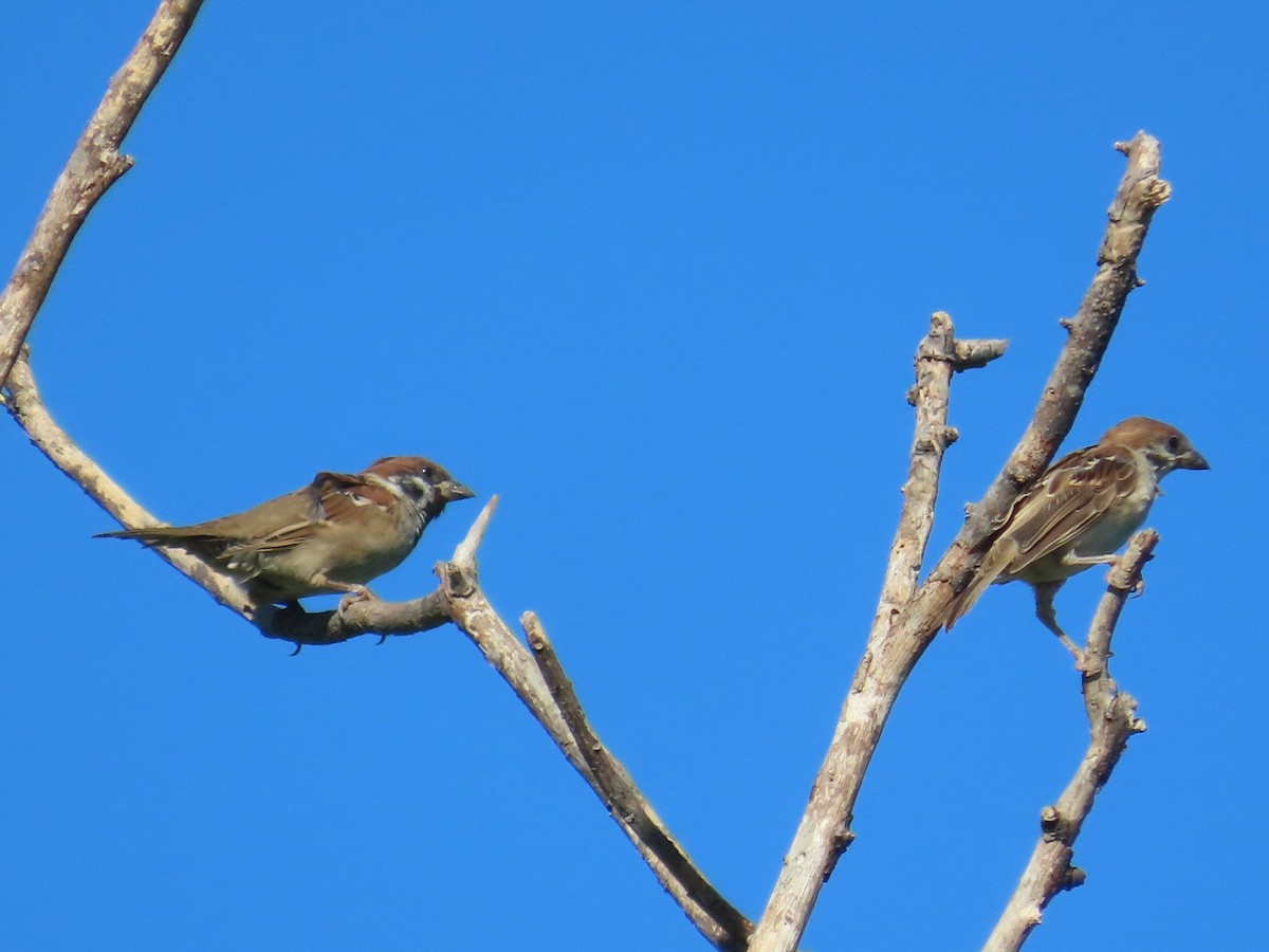 Eurasian Tree Sparrow - ML646397154
