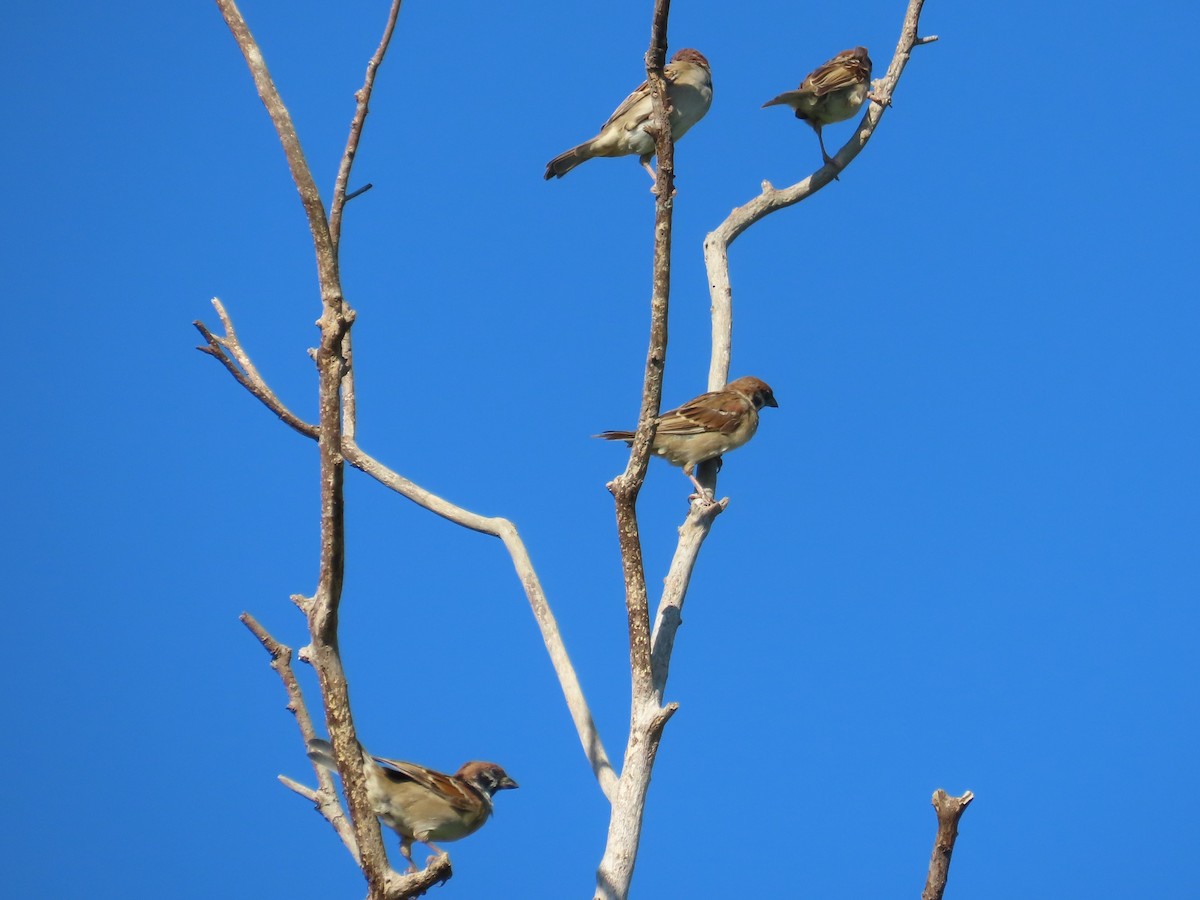 Scaly-breasted Munia - ML646397155