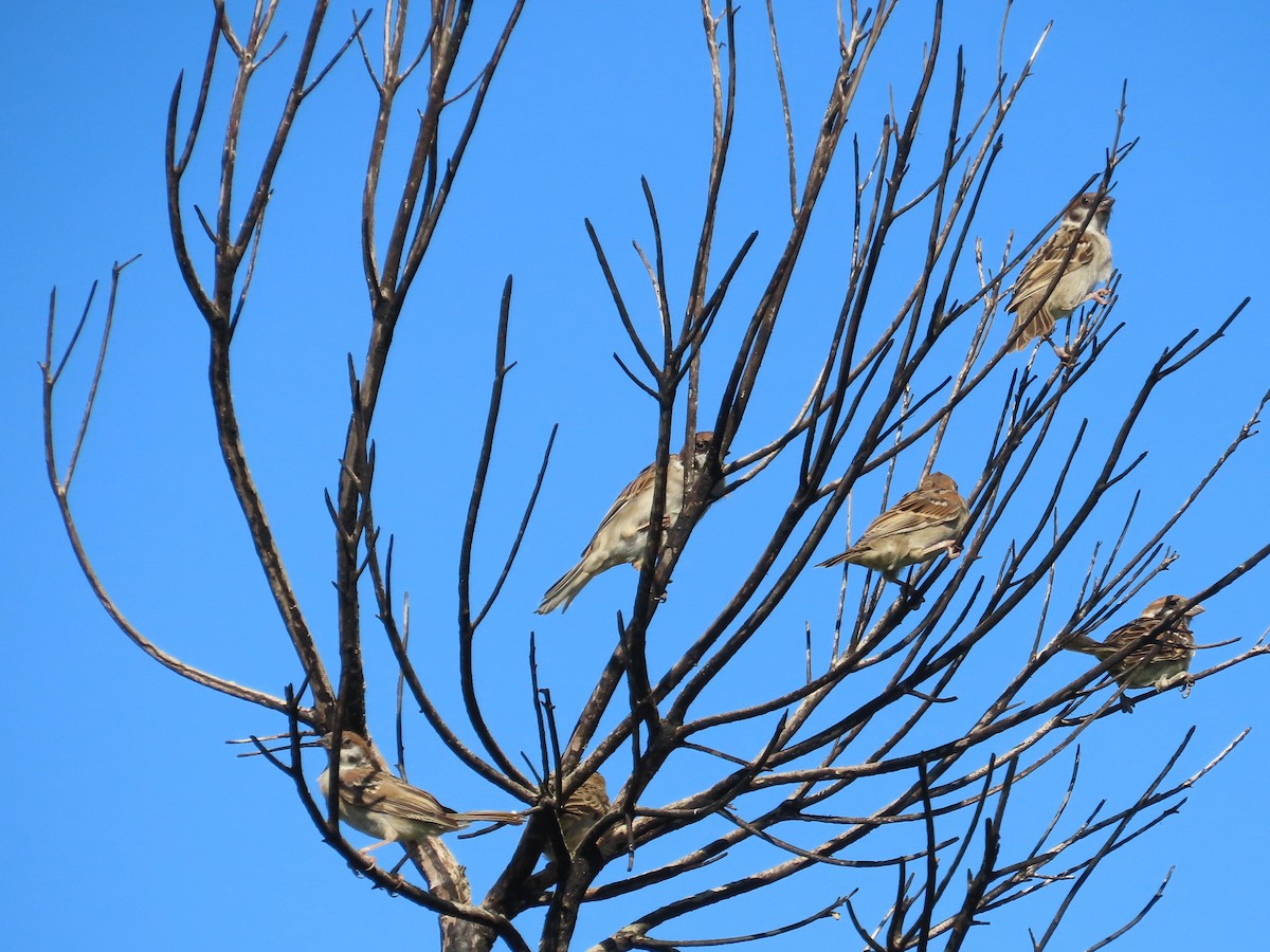 Scaly-breasted Munia - ML646397156