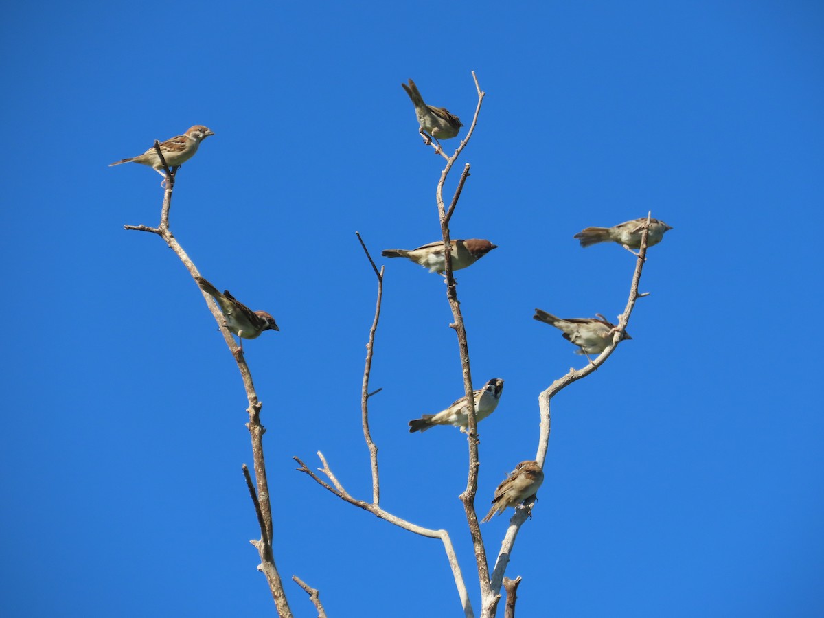 Scaly-breasted Munia - ML646397157