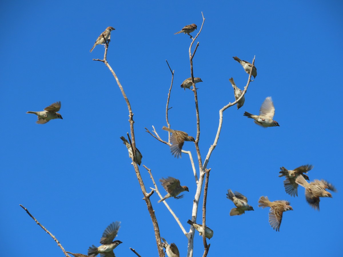 Scaly-breasted Munia - ML646397158