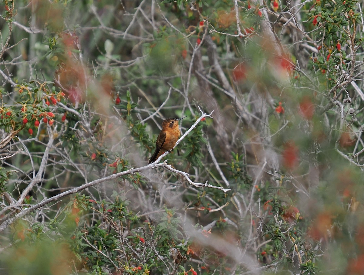 Shining Sunbeam - ML646397159