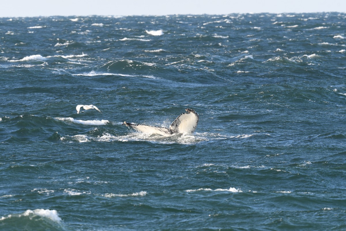 North Atlantic Humpback Whale - ML646397160