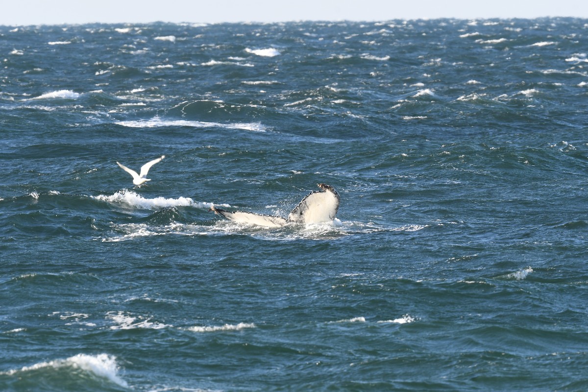 動物界 - ML646397161