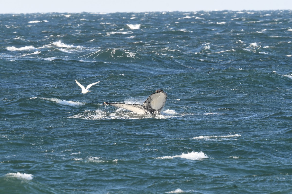 動物界 - ML646397162