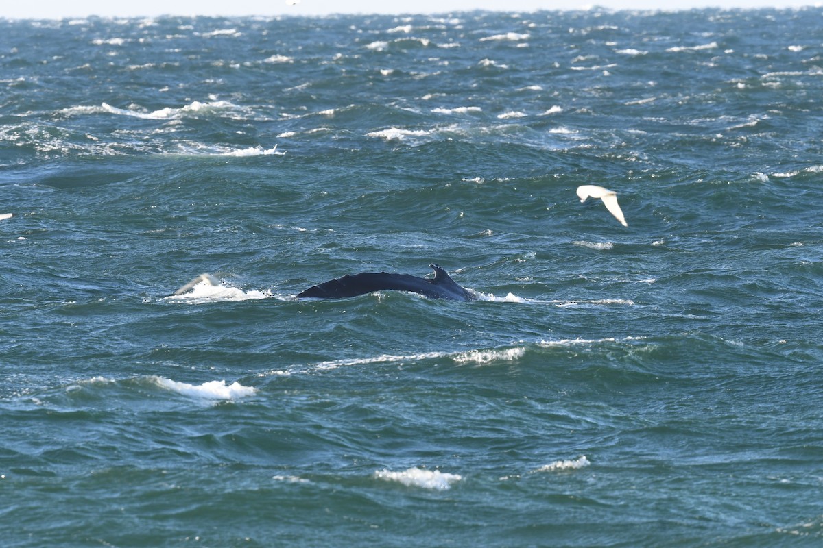 動物界 - ML646397163