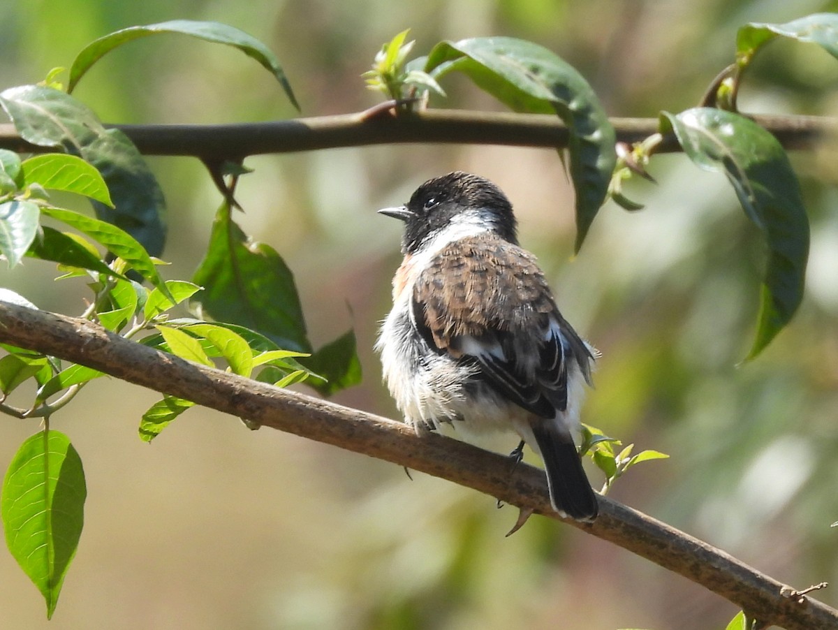 African Stonechat (Madagascar) - ML646397164