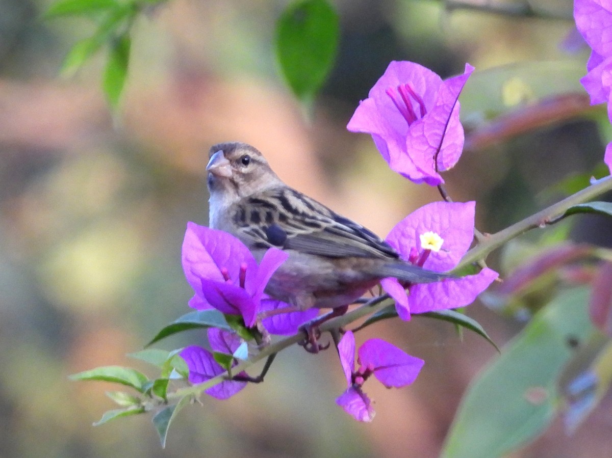 African Stonechat (Madagascar) - ML646397165