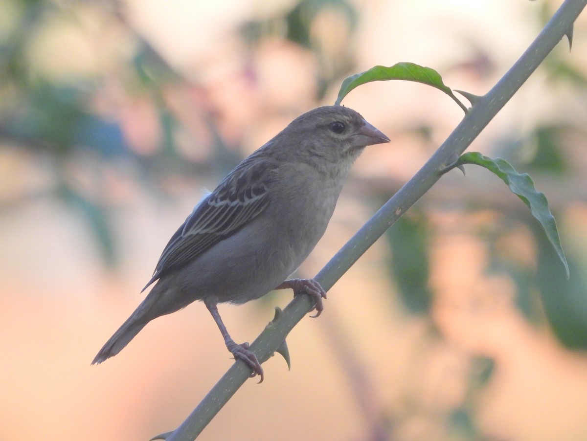 African Stonechat (Madagascar) - ML646397166