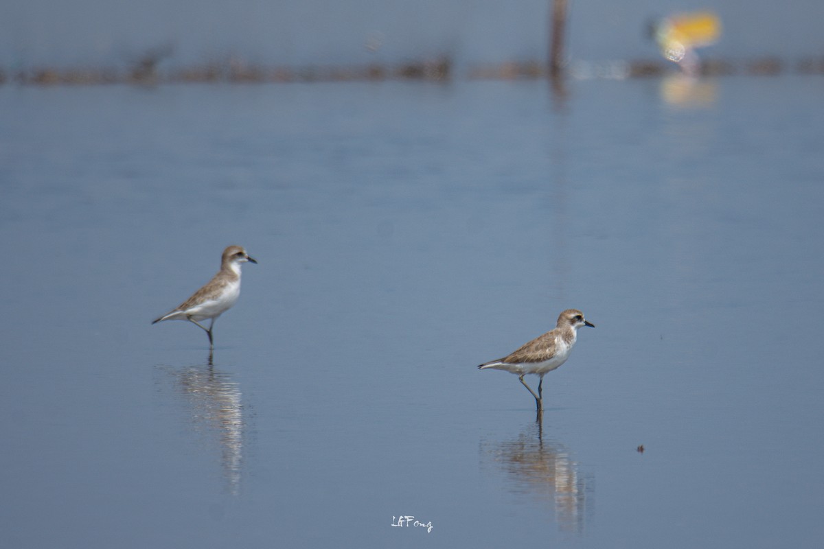 Greater Sand-Plover - ML646397167