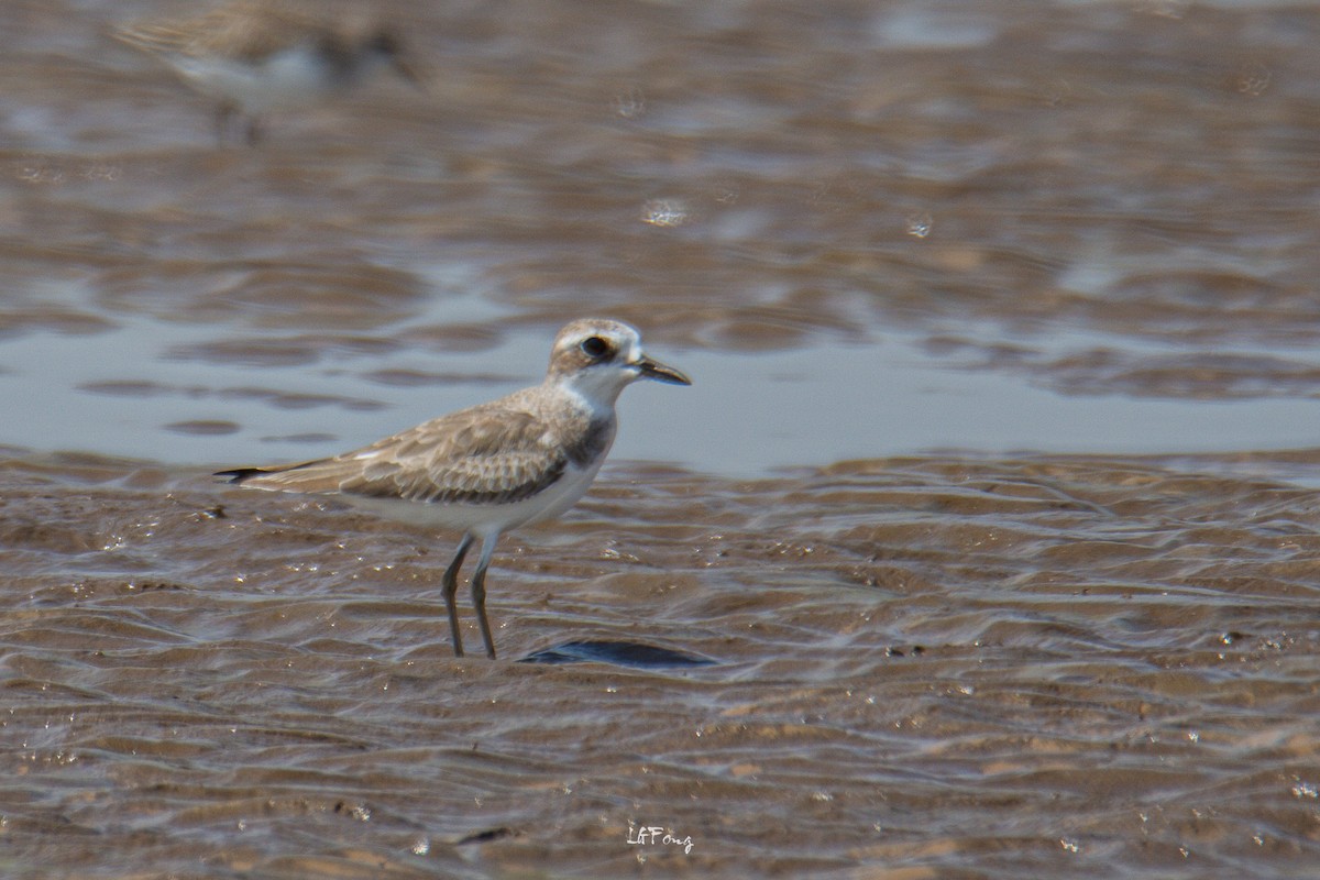Greater Sand-Plover - ML646397168