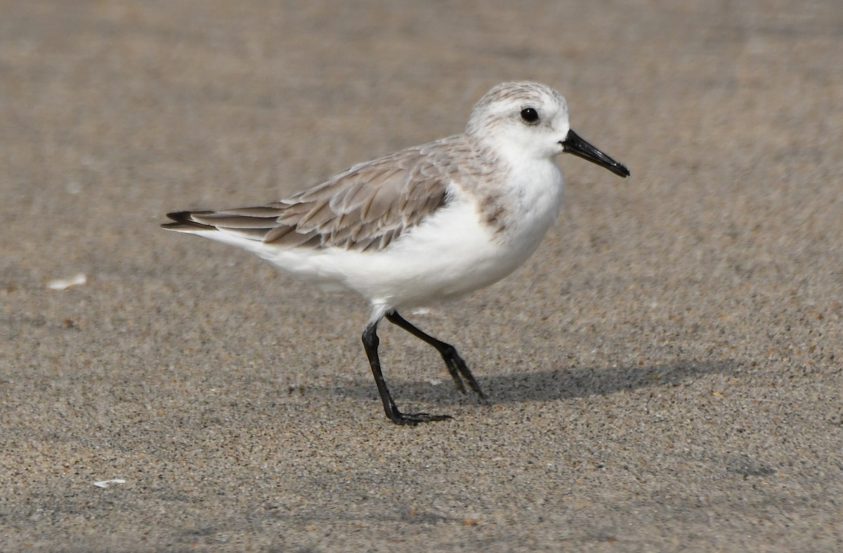 Sanderling - ML646397169