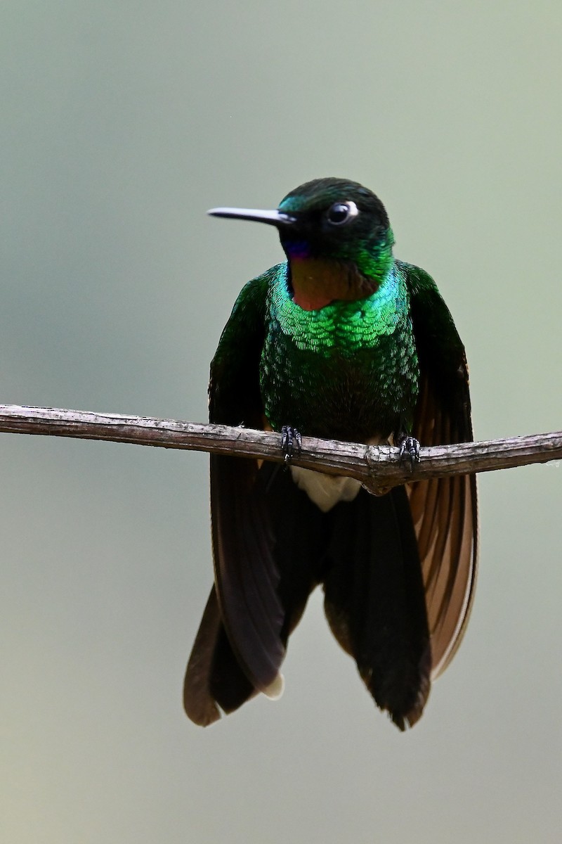 Tourmaline Sunangel - ML646397170