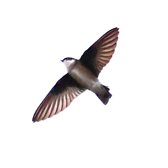 Asian House-Martin - ML646397171